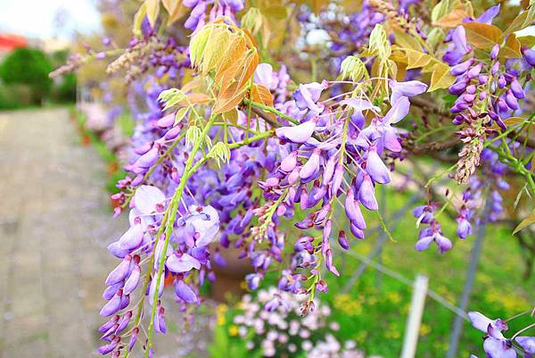 【台北景點】紫藤咖啡園-欣賞整片紫藤花最佳景點