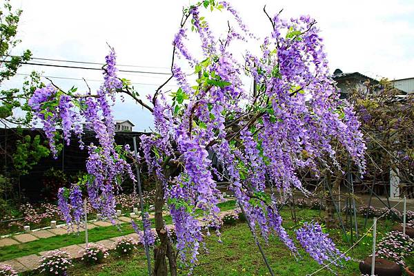 【台北景點】紫藤咖啡園-欣賞整片紫藤花最佳景點