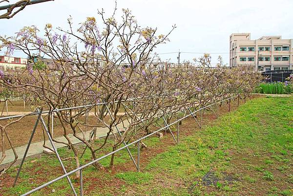 【台北景點】紫藤咖啡園-欣賞整片紫藤花最佳景點