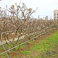 【台北景點】紫藤咖啡園-欣賞整片紫藤花最佳景點