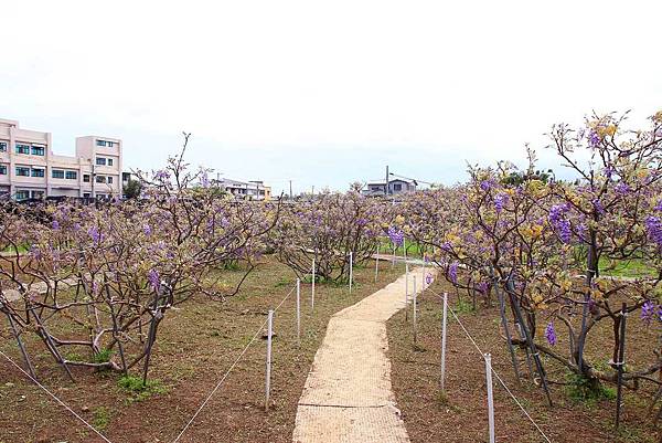 【台北景點】紫藤咖啡園-欣賞整片紫藤花最佳景點
