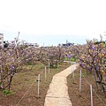 【台北景點】紫藤咖啡園-欣賞整片紫藤花最佳景點