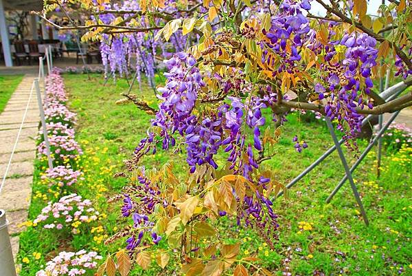 【台北景點】紫藤咖啡園-欣賞整片紫藤花最佳景點