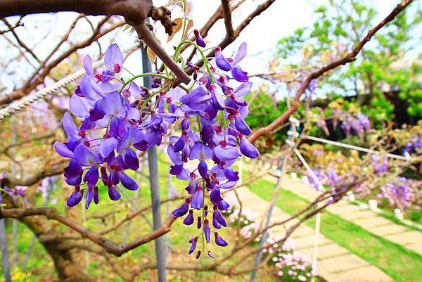【台北景點】紫藤咖啡園-欣賞整片紫藤花最佳景點