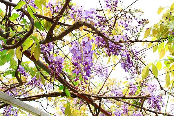 【台北景點】紫藤咖啡園-欣賞整片紫藤花最佳景點