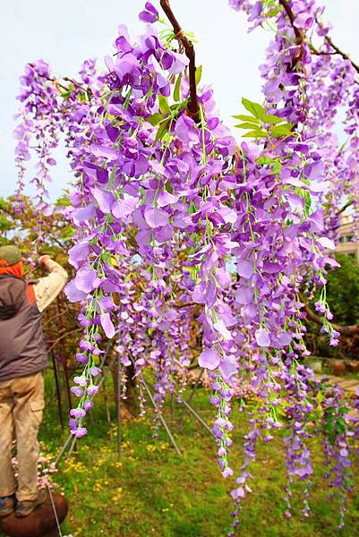 【台北景點】紫藤咖啡園-欣賞整片紫藤花最佳景點