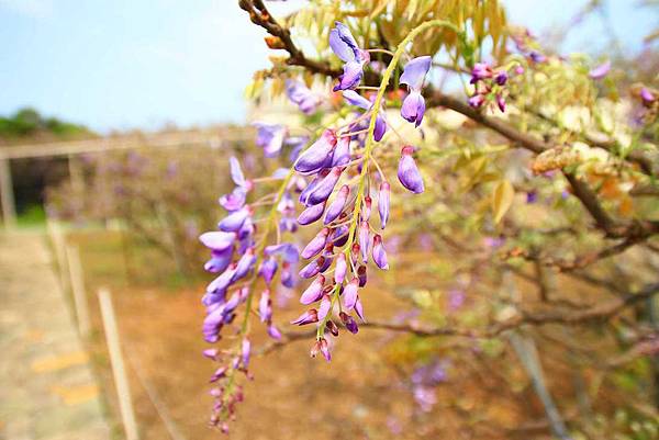 【台北景點】紫藤咖啡園-欣賞整片紫藤花最佳景點