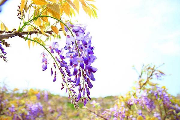 【台北景點】紫藤咖啡園-欣賞整片紫藤花最佳景點