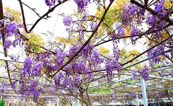 【台北景點】紫藤咖啡園-欣賞整片紫藤花最佳景點