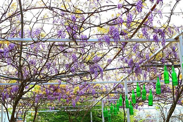 【台北景點】紫藤咖啡園-欣賞整片紫藤花最佳景點