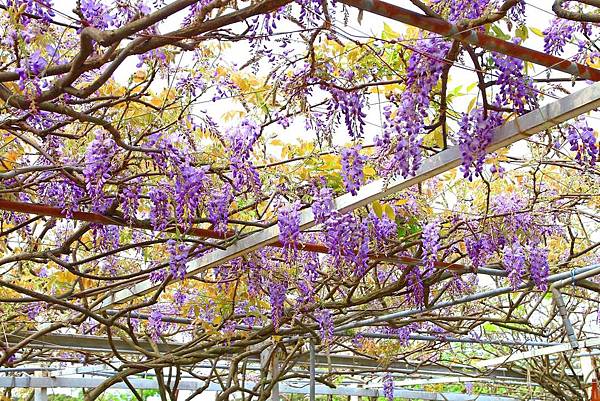 【台北景點】紫藤咖啡園-欣賞整片紫藤花最佳景點