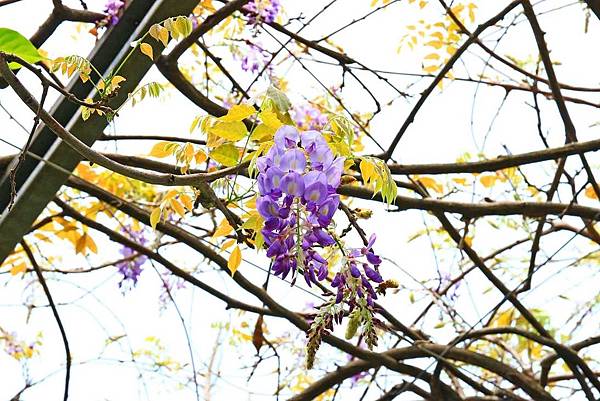 【台北景點】台北花卉村-免門票就能看到美麗紫藤花