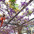 【台北景點】台北花卉村-免門票就能看到美麗紫藤花