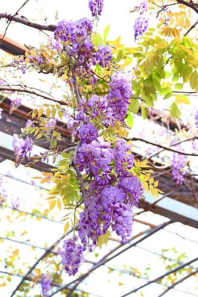 【台北景點】台北花卉村-免門票就能看到美麗紫藤花