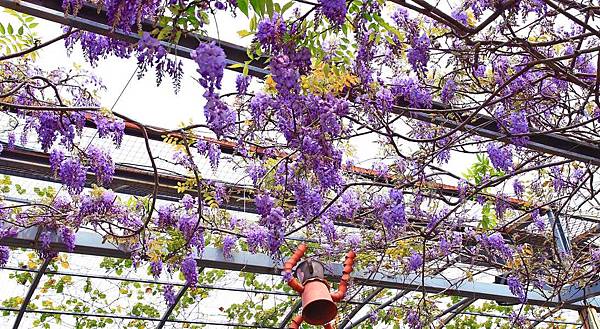 【台北景點】台北花卉村-免門票就能看到美麗紫藤花