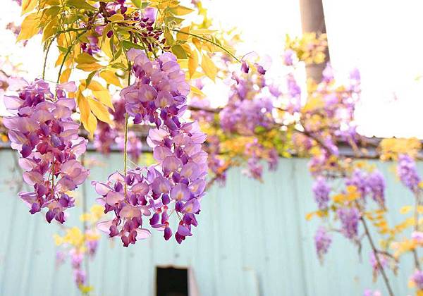【台北景點】台北花卉村-免門票就能看到美麗紫藤花