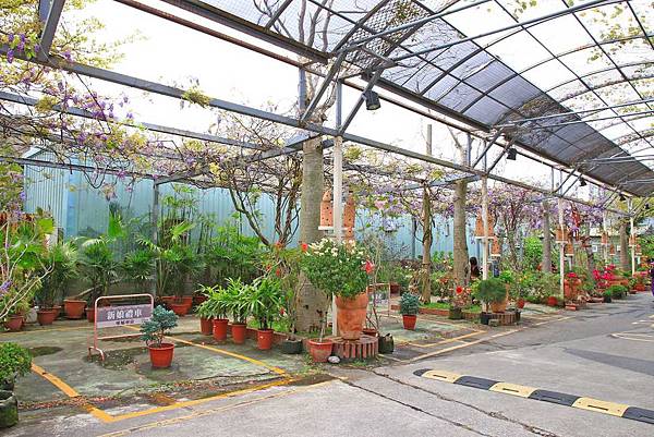 【台北景點】台北花卉村-免門票就能看到美麗紫藤花