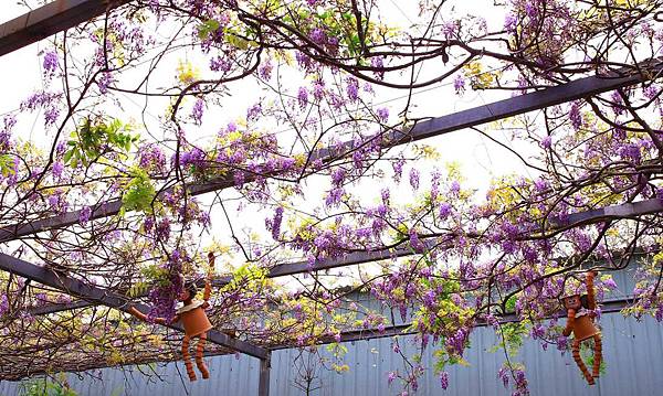 【台北景點】台北花卉村-免門票就能看到美麗紫藤花