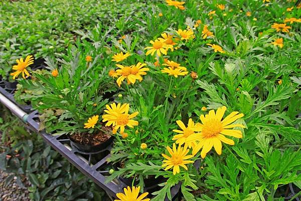 【台北景點】台北花卉村-免門票就能看到美麗紫藤花