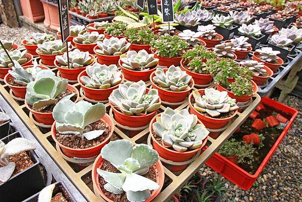 【台北景點】台北花卉村-免門票就能看到美麗紫藤花