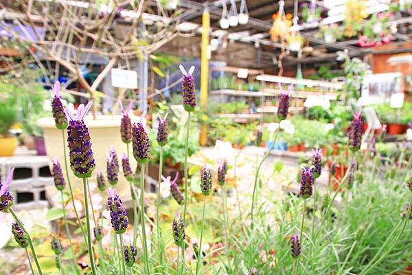 【台北景點】台北花卉村-免門票就能看到美麗紫藤花