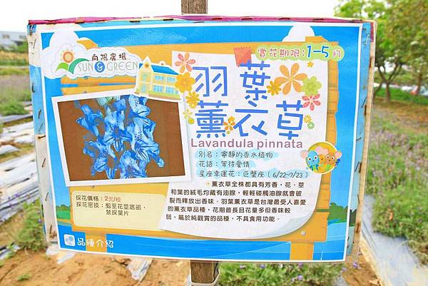 【桃園景點】向陽農場-免費入場觀賞大片花海與親子活動