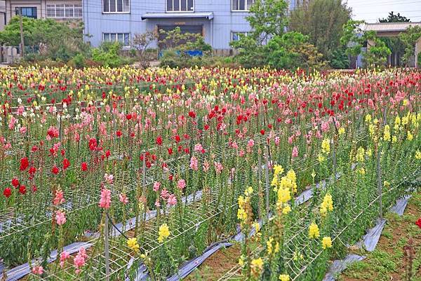 【桃園景點】向陽農場-免費入場觀賞大片花海與親子活動