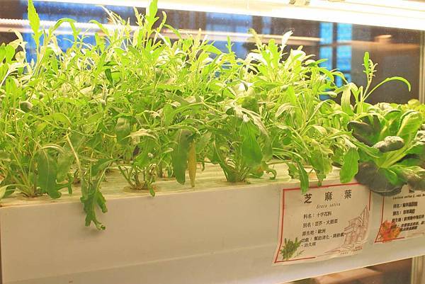 【桃園餐廳】Bistro181法國餐廳-有如溫室蔬菜栽培室一般的華麗餐廳