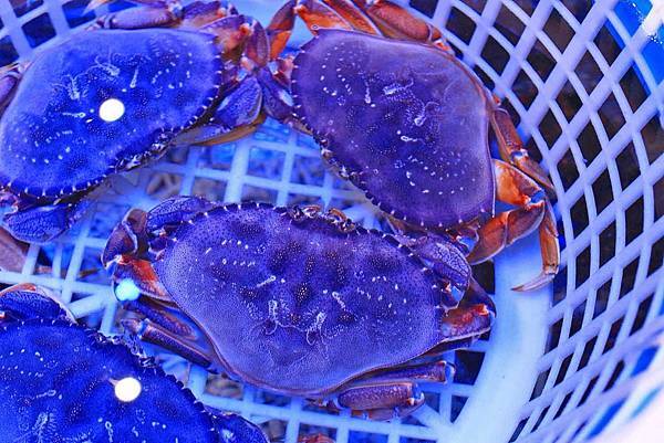 【蘆洲餐廳】恩家寶精緻鍋物-巨無霸加拿大直送龍蝦與創意冰火鍋