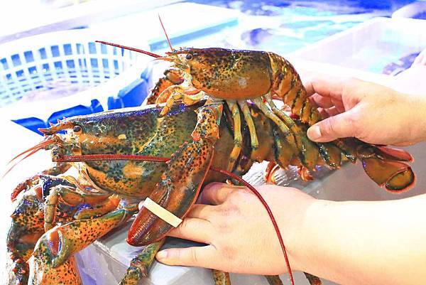 【蘆洲餐廳】恩家寶精緻鍋物-巨無霸加拿大直送龍蝦與創意冰火鍋