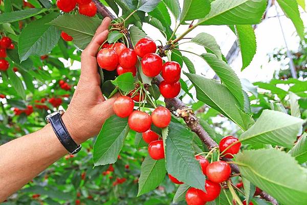 【仙台五天四夜自由行程】美食餐廳、旅遊景點、露天溫泉景點、住宿飯店、溫泉飯店完整行程規劃懶人包