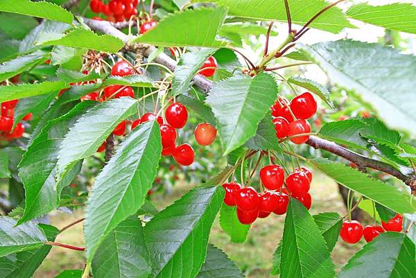 【仙台五天四夜自由行程】美食餐廳、旅遊景點、露天溫泉景點、住宿飯店、溫泉飯店完整行程規劃懶人包