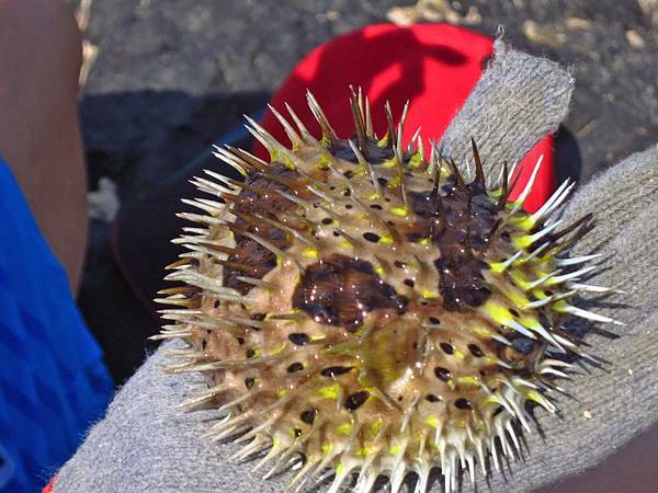 【澎湖旅遊】吉貝八合一水上活動-1日遊行程 【澎湖旅遊】吉貝八合一水上活動-1日遊行程