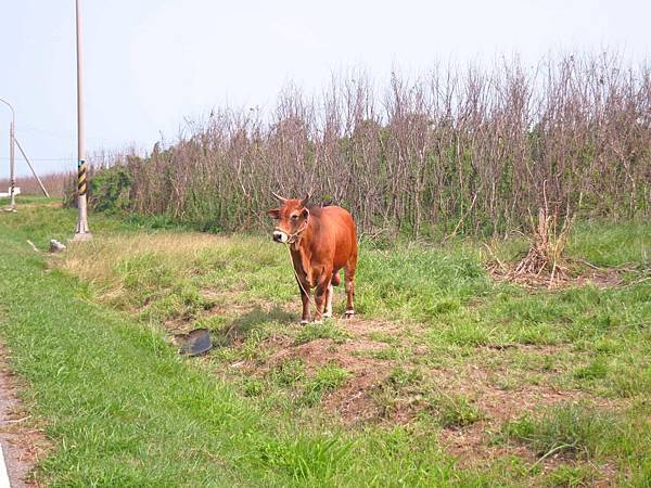 澎湖本島一日遊景點、老街、伴手禮完整旅遊行程規劃