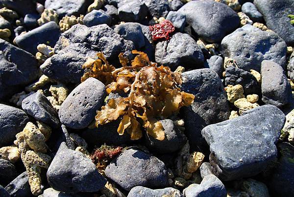 澎湖本島一日遊景點、老街、伴手禮完整旅遊行程規劃