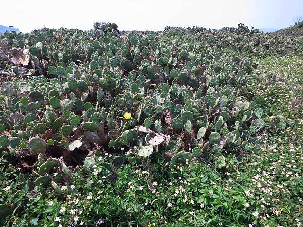 澎湖本島一日遊景點、老街、伴手禮完整旅遊行程規劃