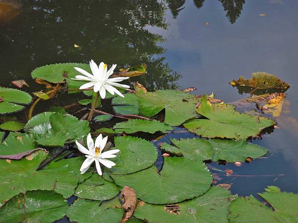 【台北旅遊】雙溪公園-2017大王蓮奇幻漂浮