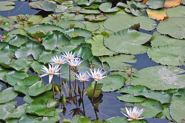 【台北旅遊】雙溪公園-2017大王蓮奇幻漂浮