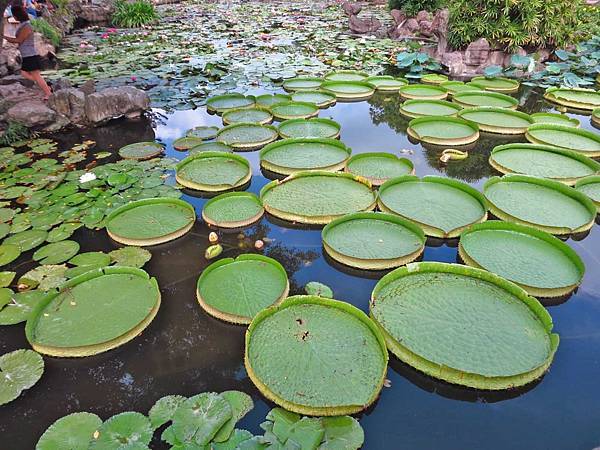 【台北旅遊】雙溪公園-2017大王蓮奇幻漂浮