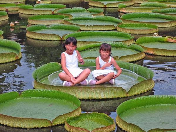 【台北旅遊】雙溪公園-2017大王蓮奇幻漂浮