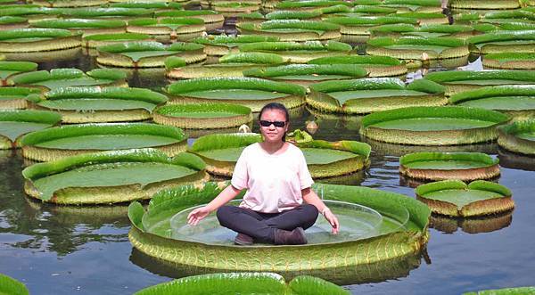 【台北旅遊】雙溪公園-2017大王蓮奇幻漂浮