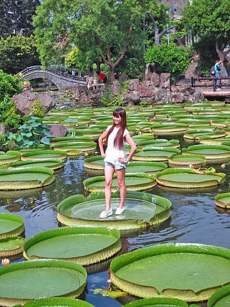 【台北旅遊】雙溪公園-2017大王蓮奇幻漂浮