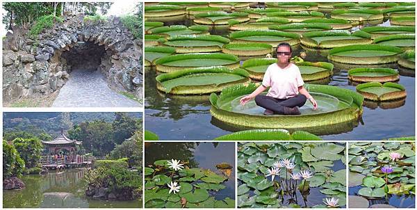 【台北旅遊】雙溪公園-大王蓮奇幻漂浮