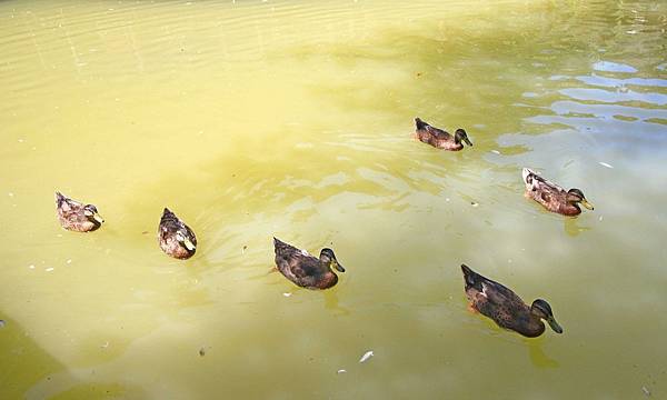 【台北旅遊】雲仙樂園-全台唯一開車到不了的遊樂園