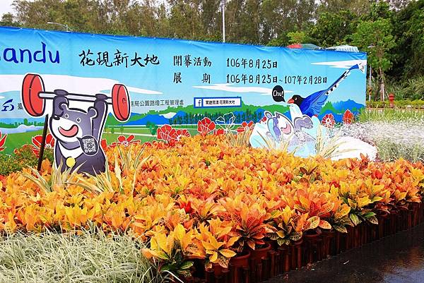 驚艷關渡花現新大地2017關渡花海節-美麗動人的花海景觀