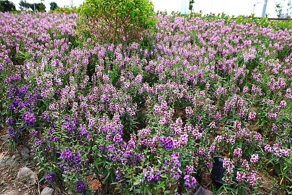 驚艷關渡花現新大地2017關渡花海節-美麗動人的花海景觀