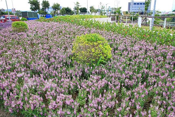 驚艷關渡花現新大地2017關渡花海節-美麗動人的花海景觀
