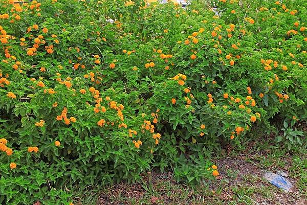驚艷關渡花現新大地2017關渡花海節-美麗動人的花海景觀