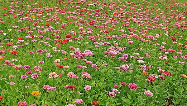 驚艷關渡花現新大地2017關渡花海節-美麗動人的花海景觀