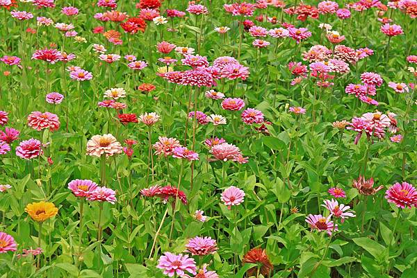 驚艷關渡花現新大地2017關渡花海節-美麗動人的花海景觀